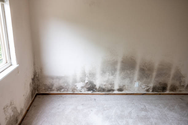 Best Mold Prevention Services  in Seaford, DE